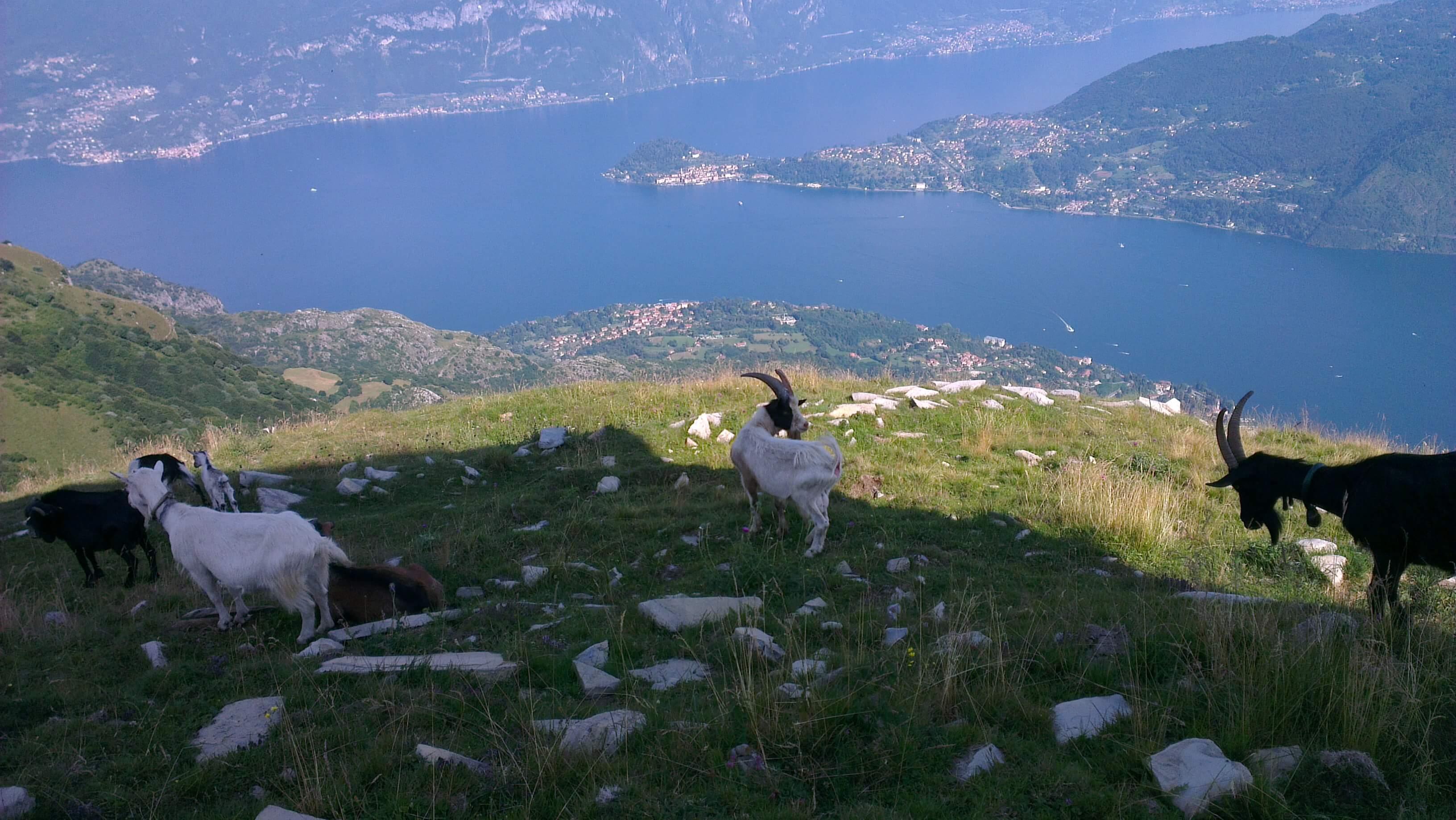 L''encouragement vient parfois d'une source inattendue. Bêê !