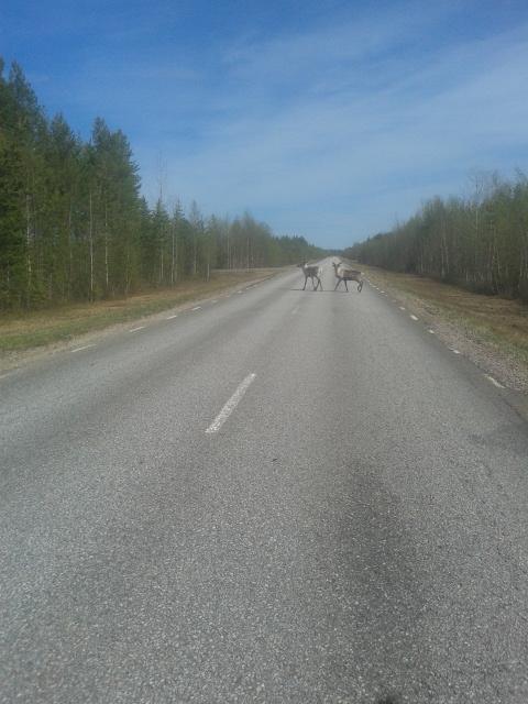 Renar fanns överallt norr om Palaja!